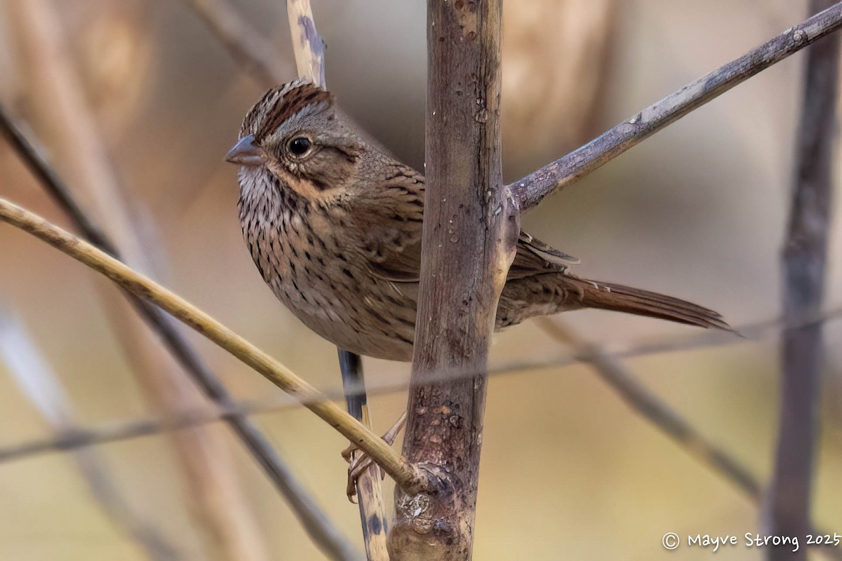 Lincoln's Sparrow - ML647039532