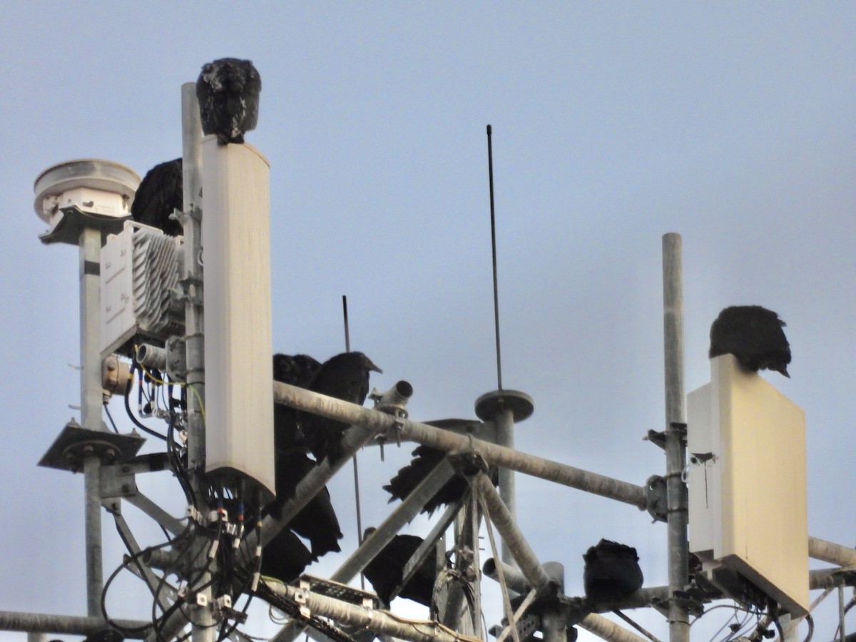 Black Vulture - ML647039536