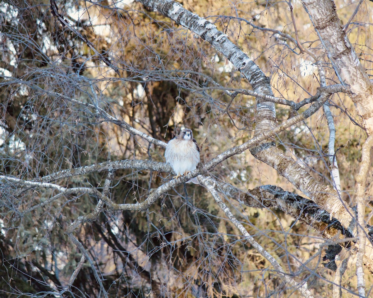 Red-tailed Hawk - ML647039537