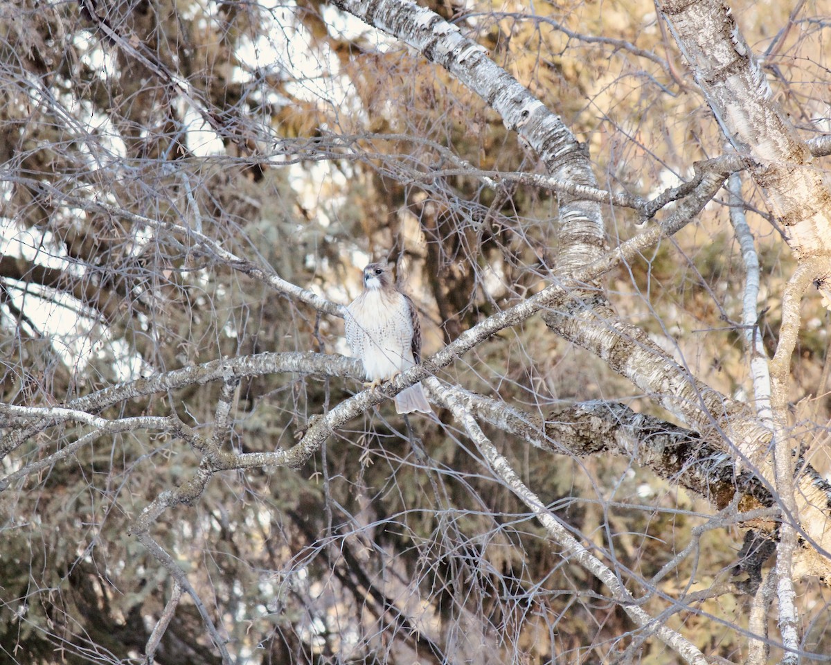 Red-tailed Hawk - ML647039538