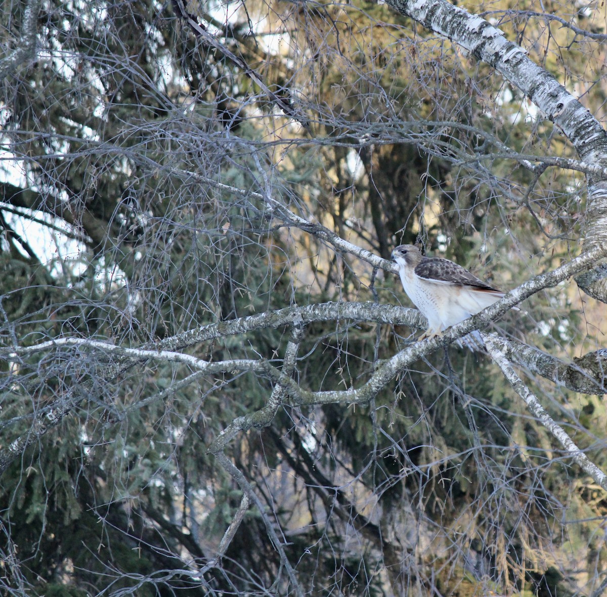 Red-tailed Hawk - ML647039539