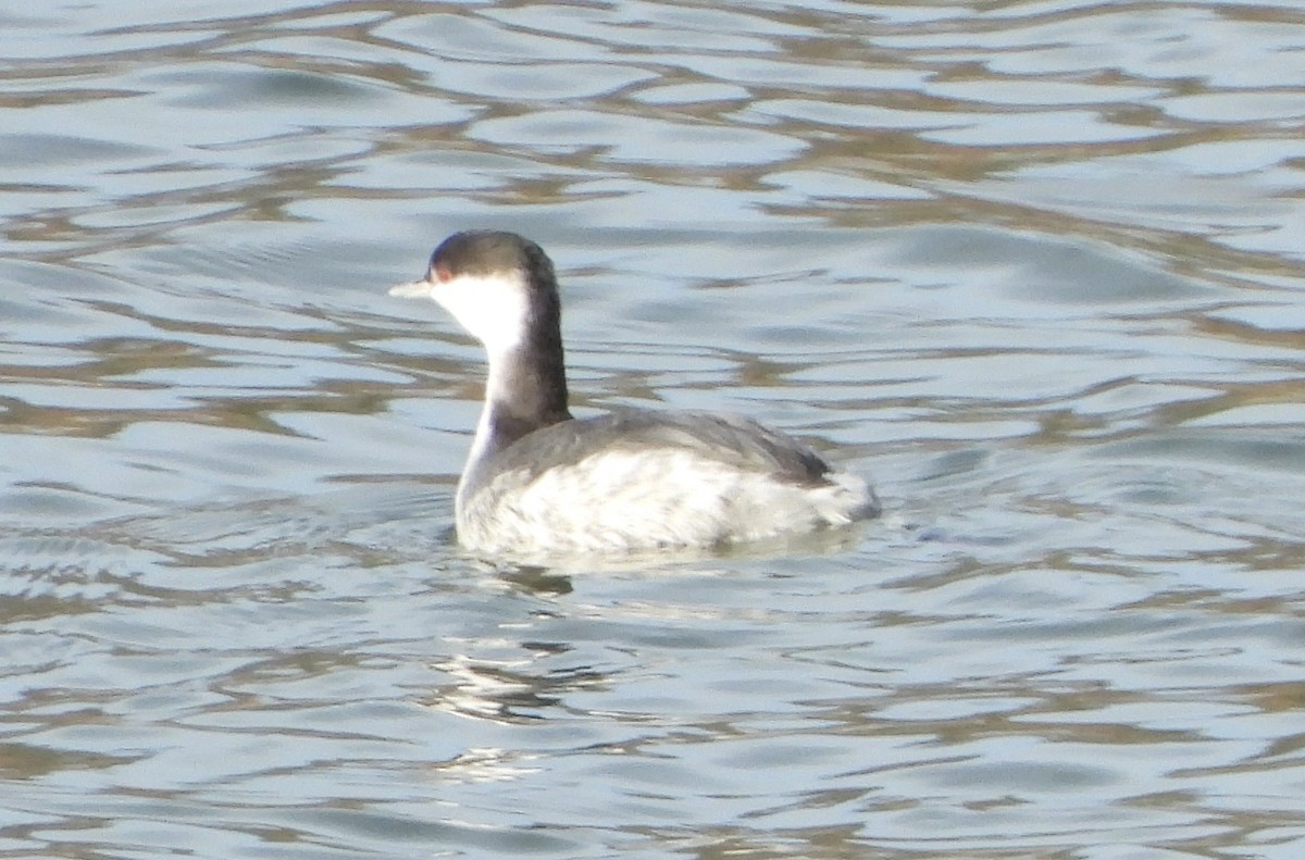 Horned Grebe - ML647039540