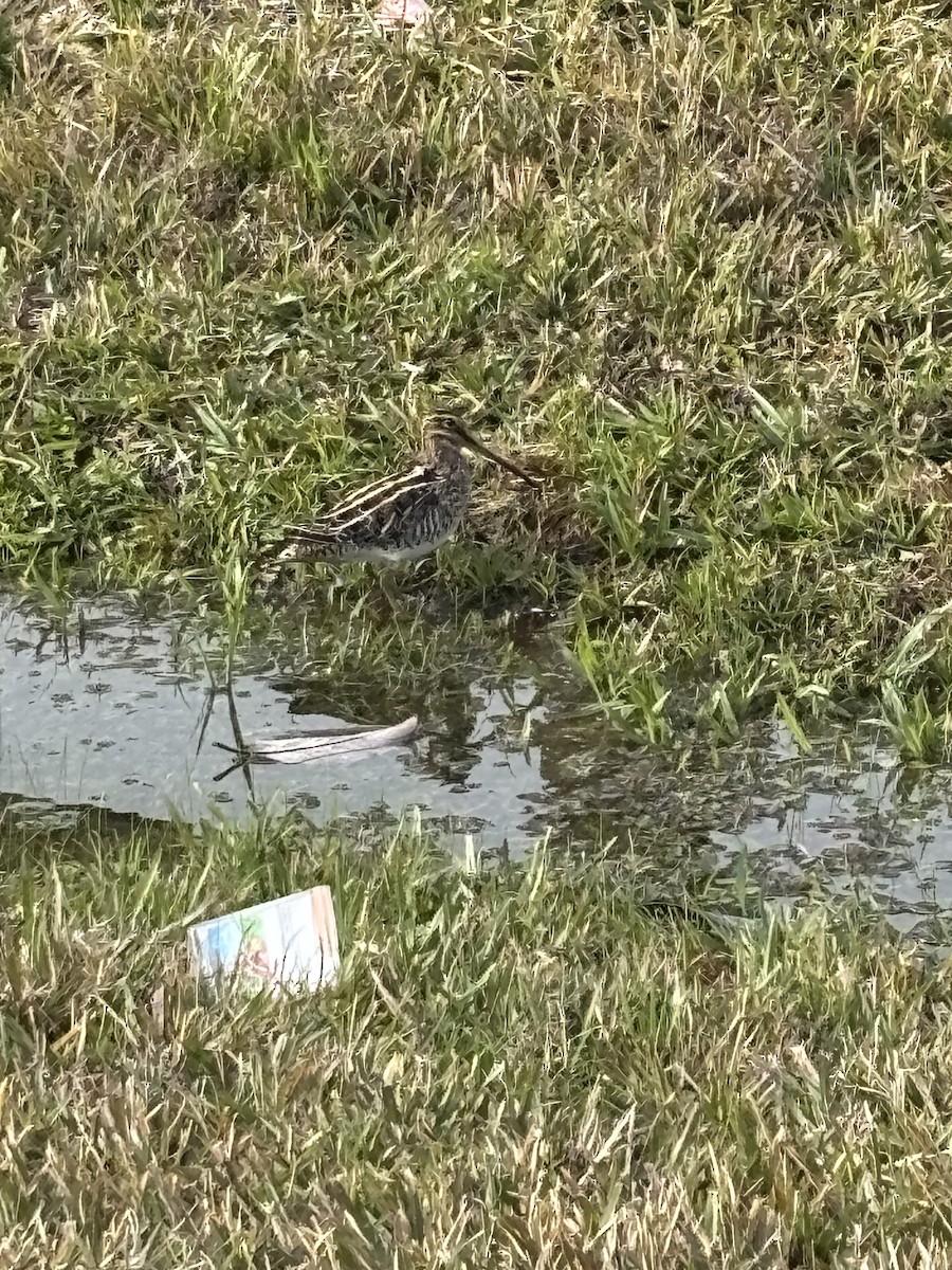 Wilson's Snipe - ML647039541