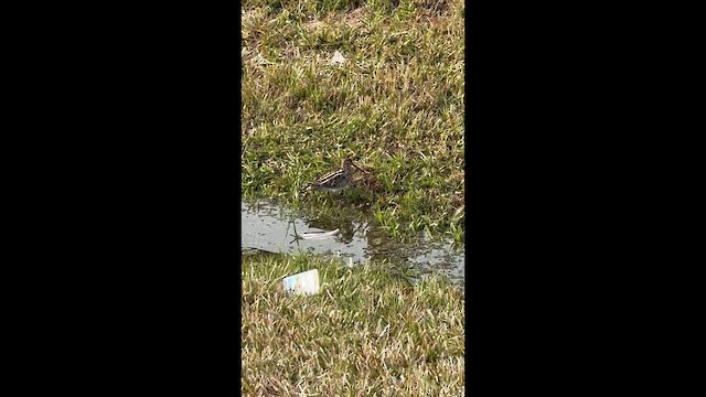 Wilson's Snipe - ML647039542