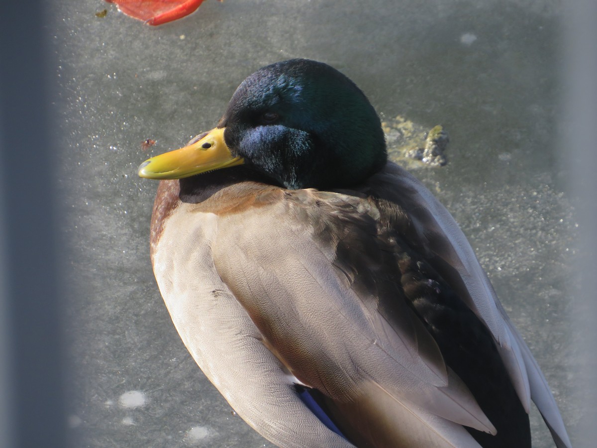 Mallard - ML647039543