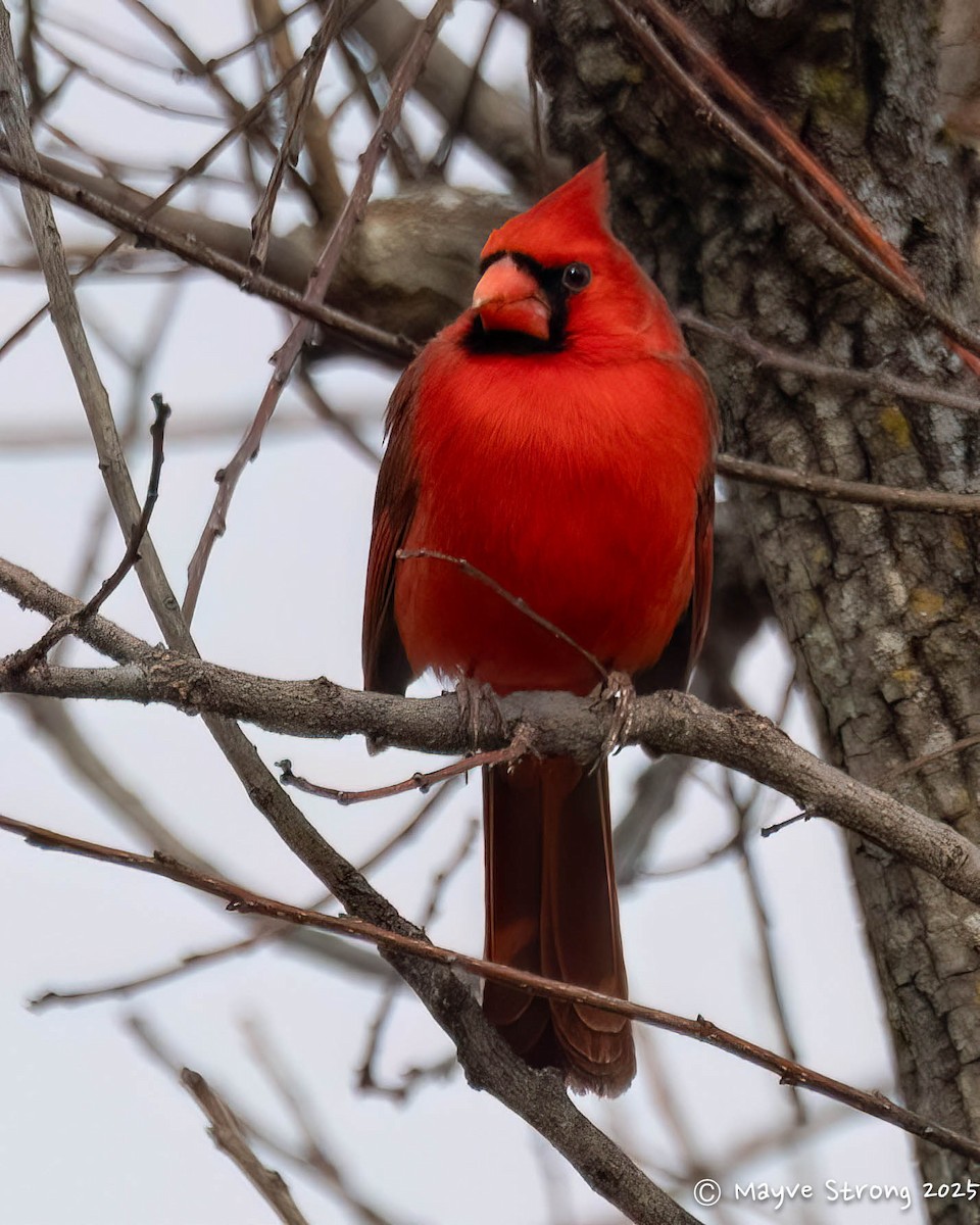 Northern Cardinal - ML647039544