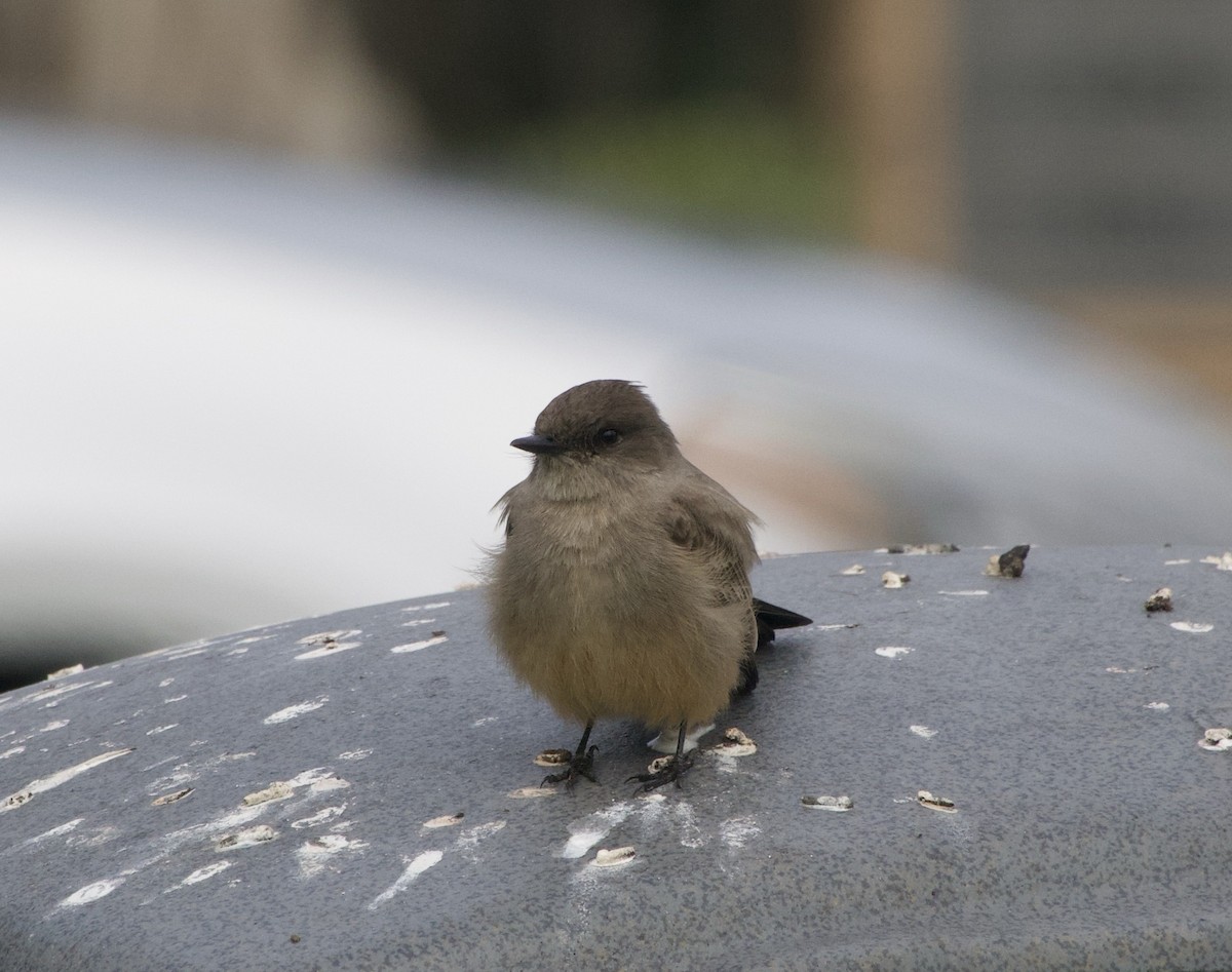 Say's Phoebe - ML647039545
