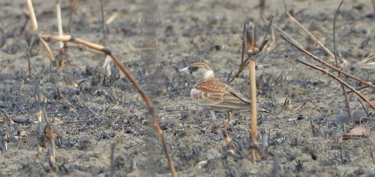 Chestnut-backed Sparrow-Lark - ML647039546