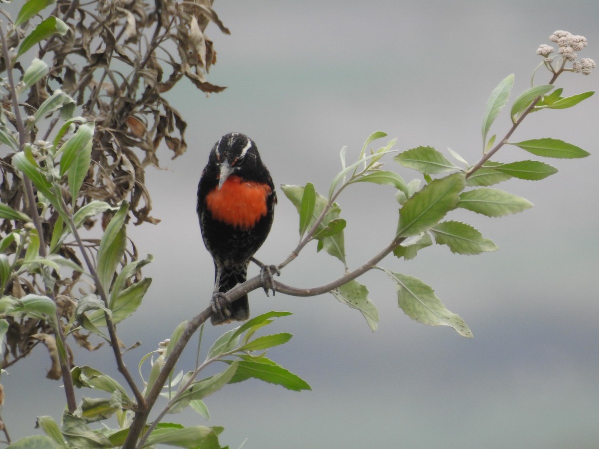Peruvian Meadowlark - ML647039547