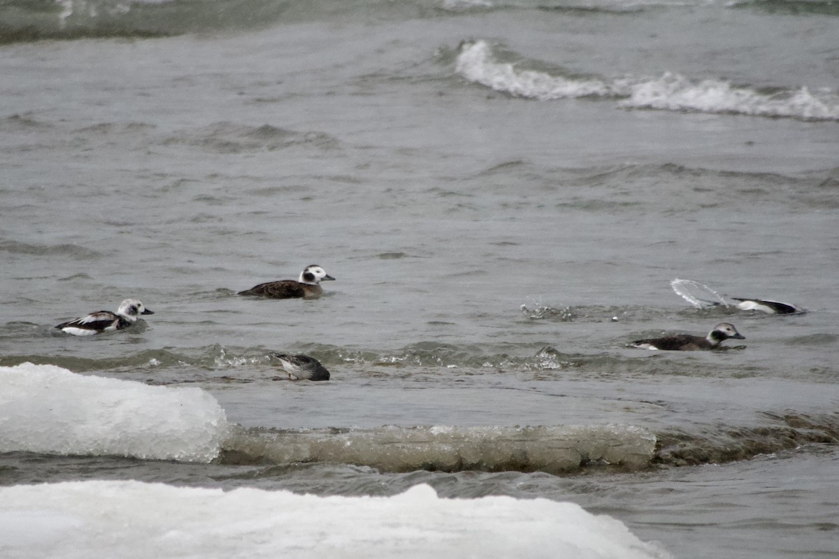 Long-tailed Duck - ML647039548