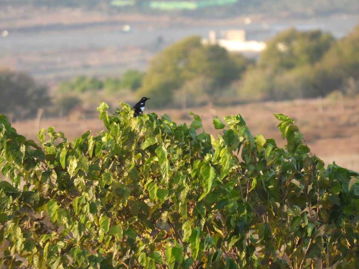 Maghreb Magpie - ML647039549