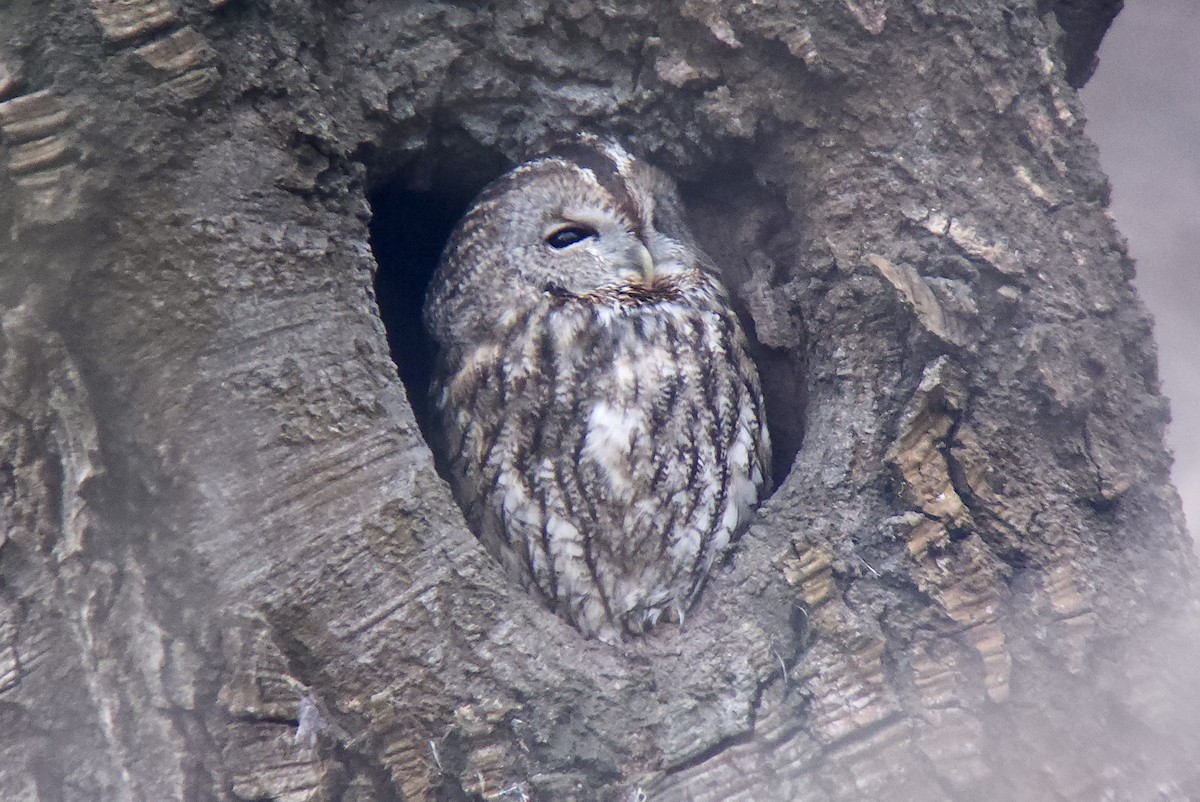 Tawny Owl - ML647039550