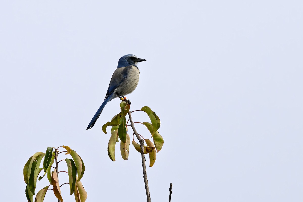 Florida Scrub-Jay - ML647039551
