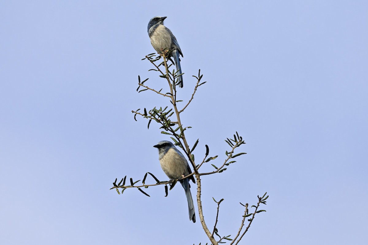 Florida Scrub-Jay - ML647039552