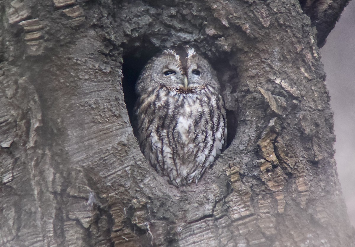 Tawny Owl - ML647039553