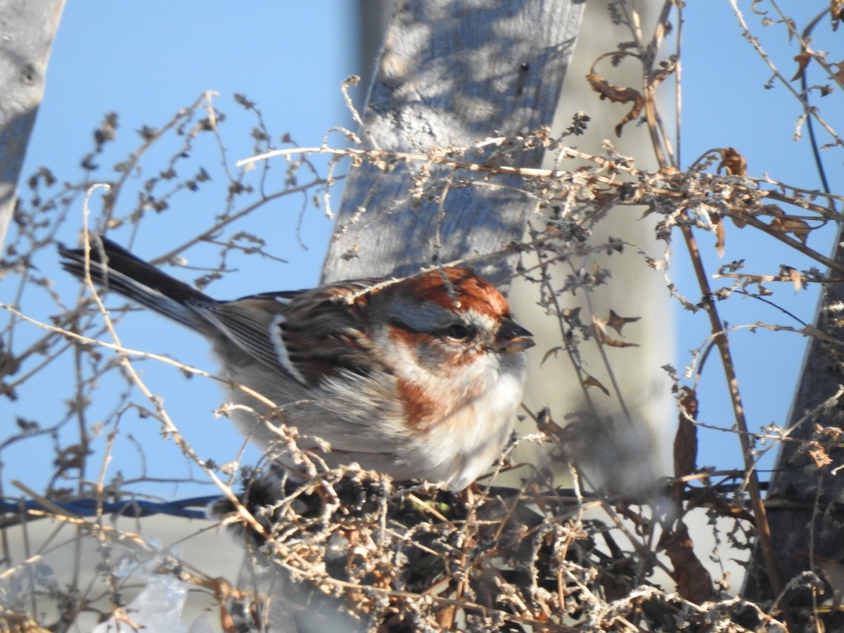 American Tree Sparrow - ML647039554