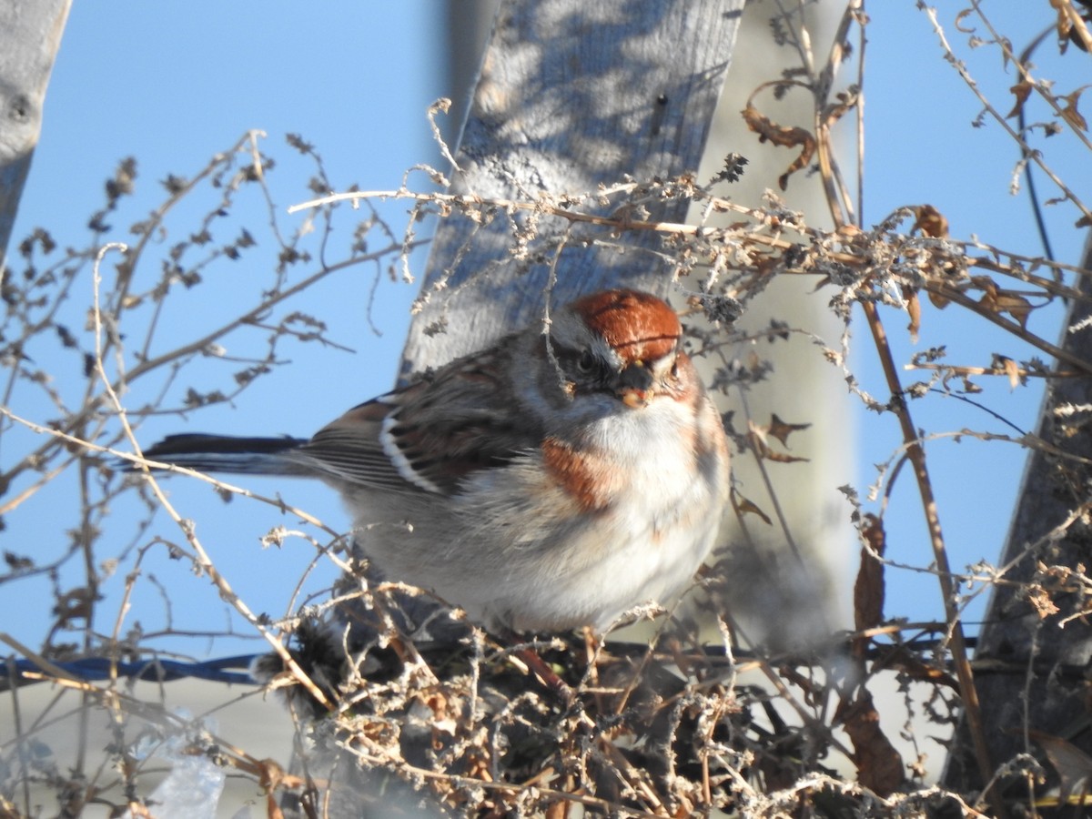 American Tree Sparrow - ML647039555