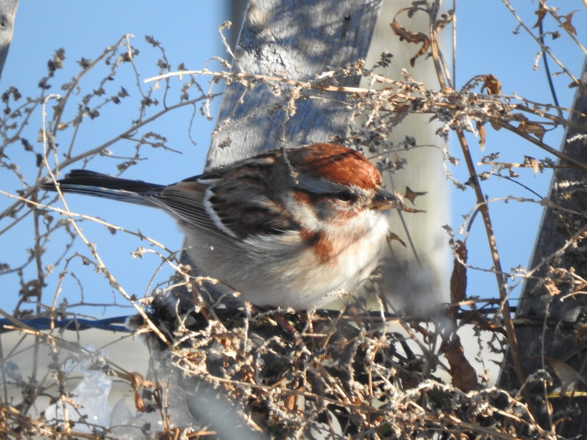 American Tree Sparrow - ML647039556