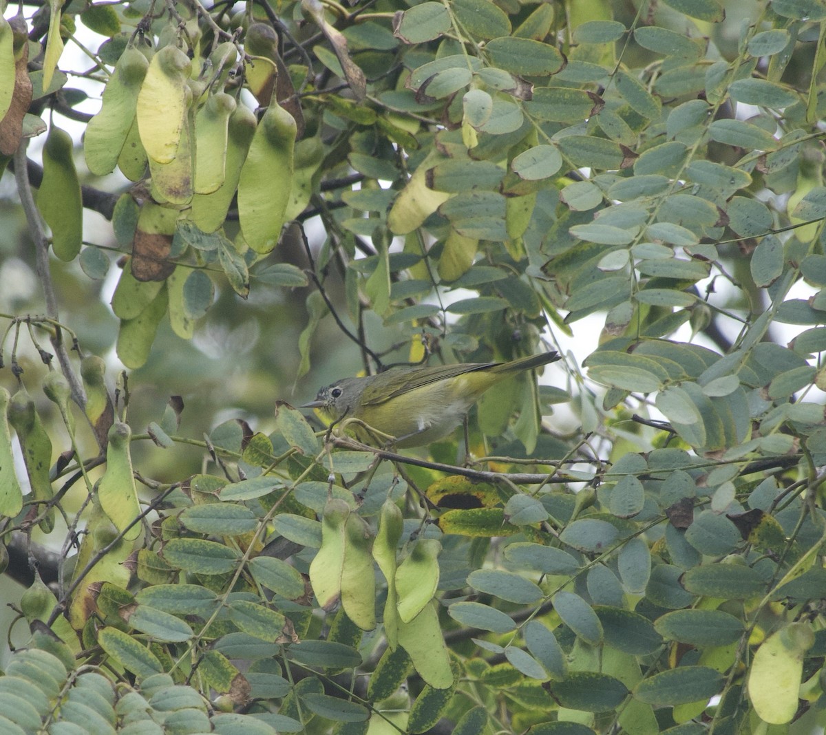 Nashville Warbler - ML647039557