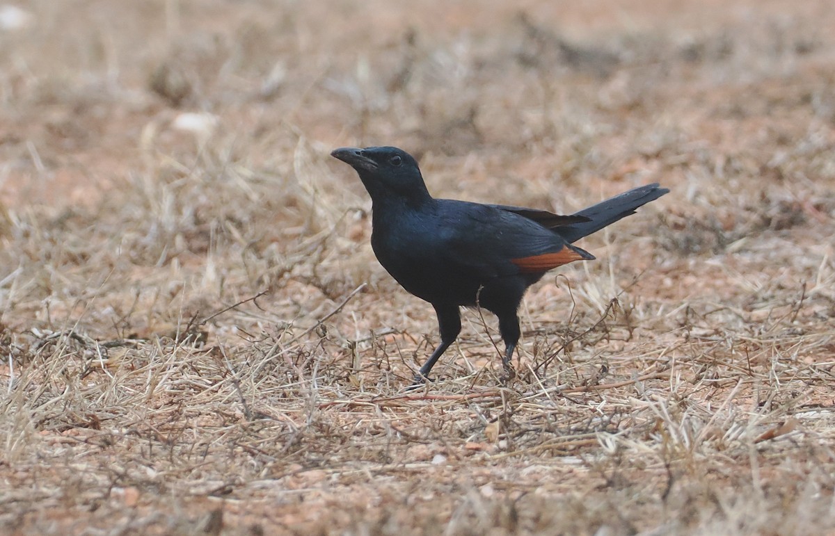 Red-winged Starling - ML647039558