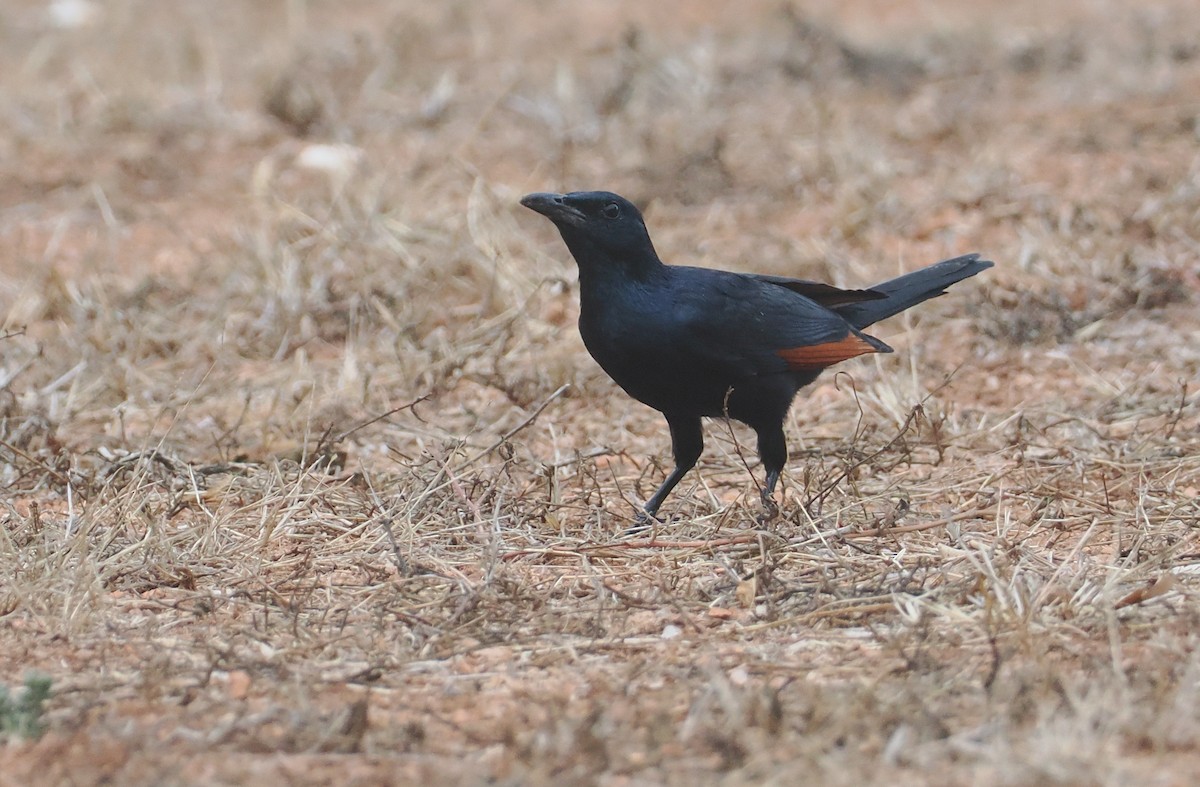 Red-winged Starling - ML647039562