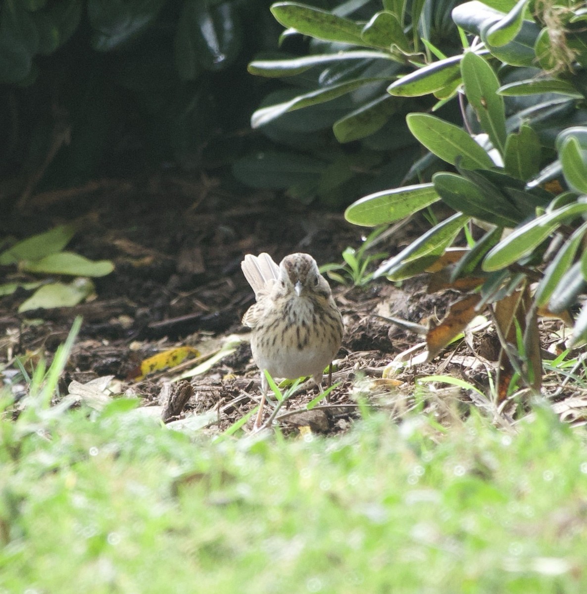 Lincoln's Sparrow - ML647039564