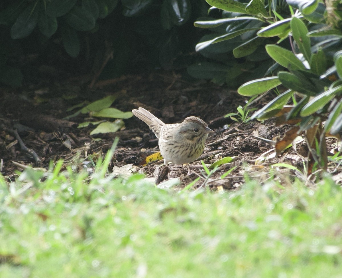 Lincoln's Sparrow - ML647039565