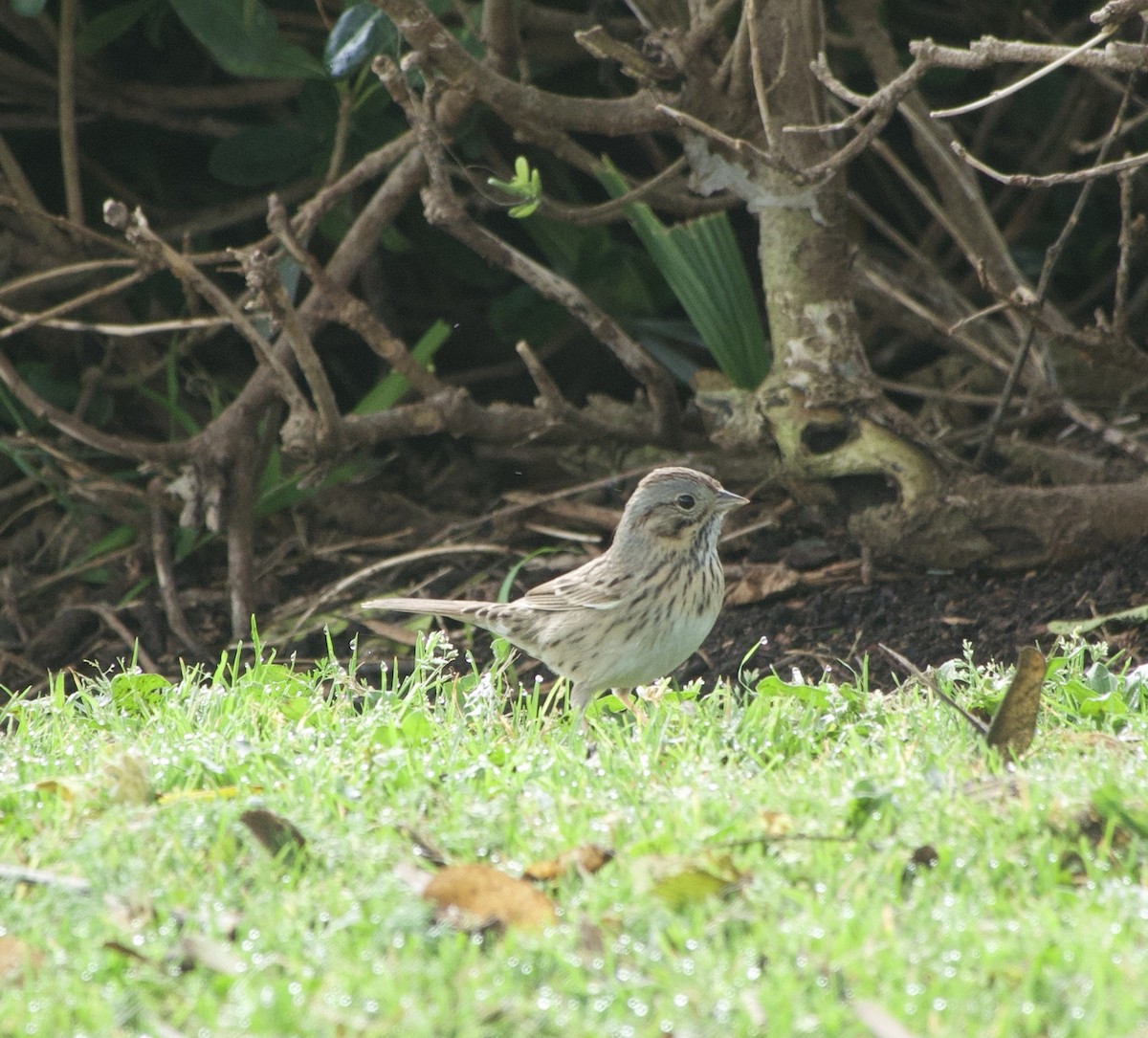 Lincoln's Sparrow - ML647039566