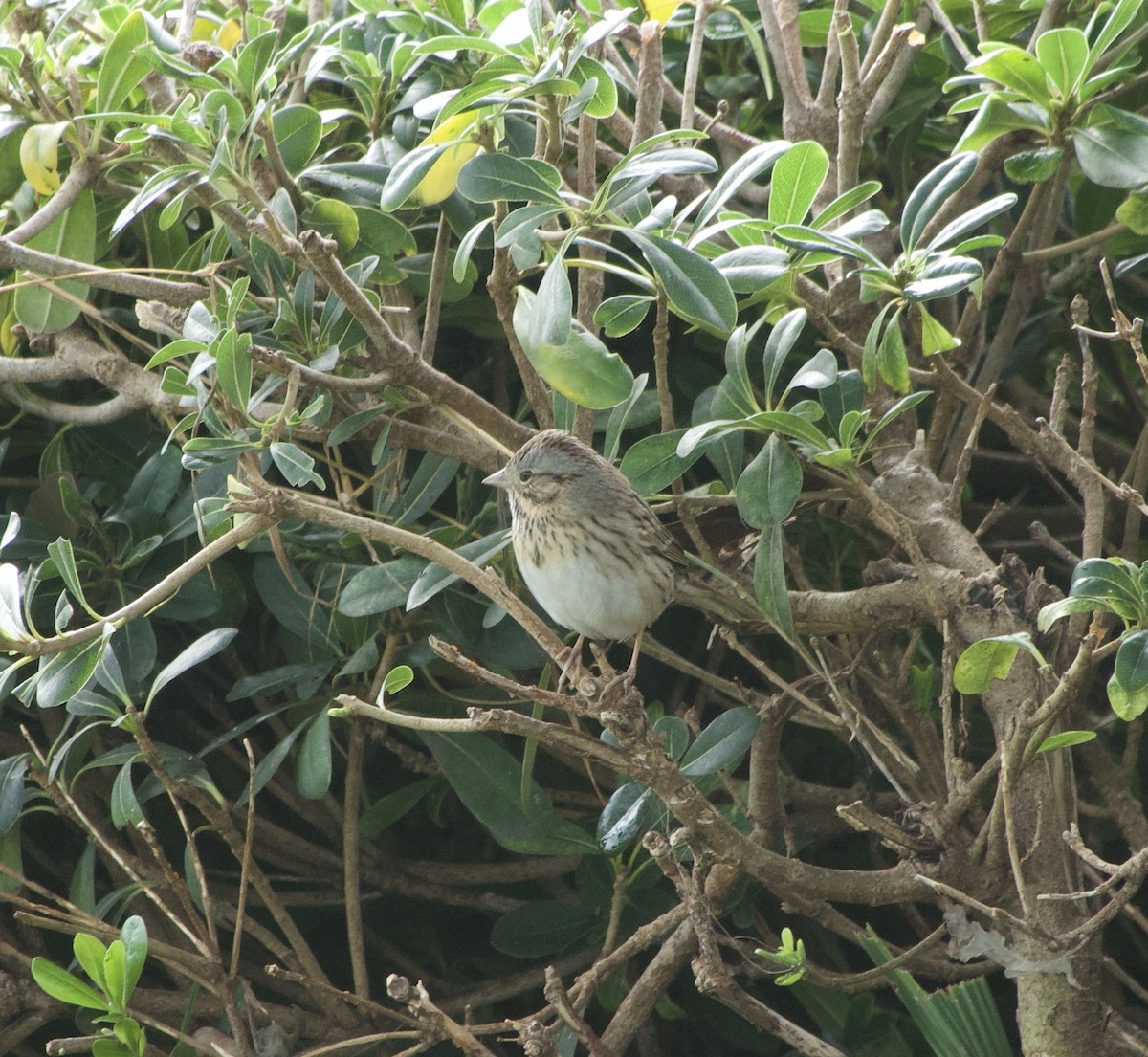 Lincoln's Sparrow - ML647039567