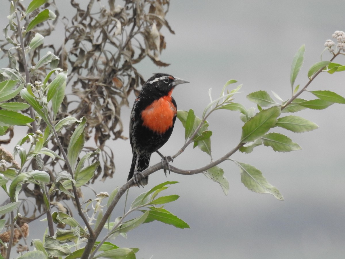 Peruvian Meadowlark - ML647039568