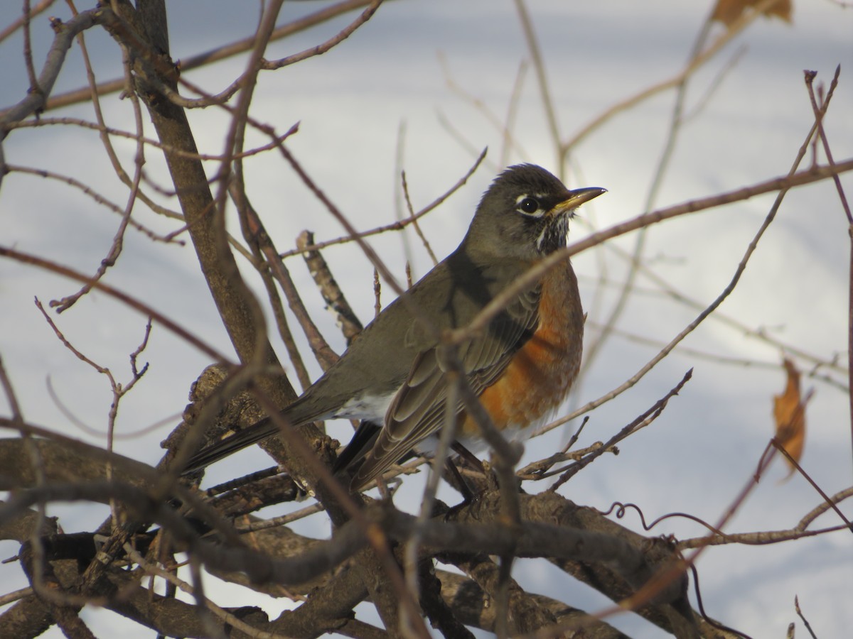 American Robin - ML647039571