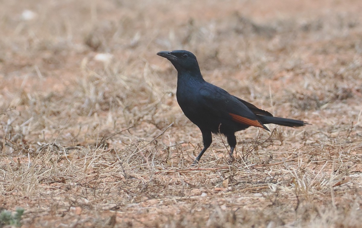 Red-winged Starling - ML647039573
