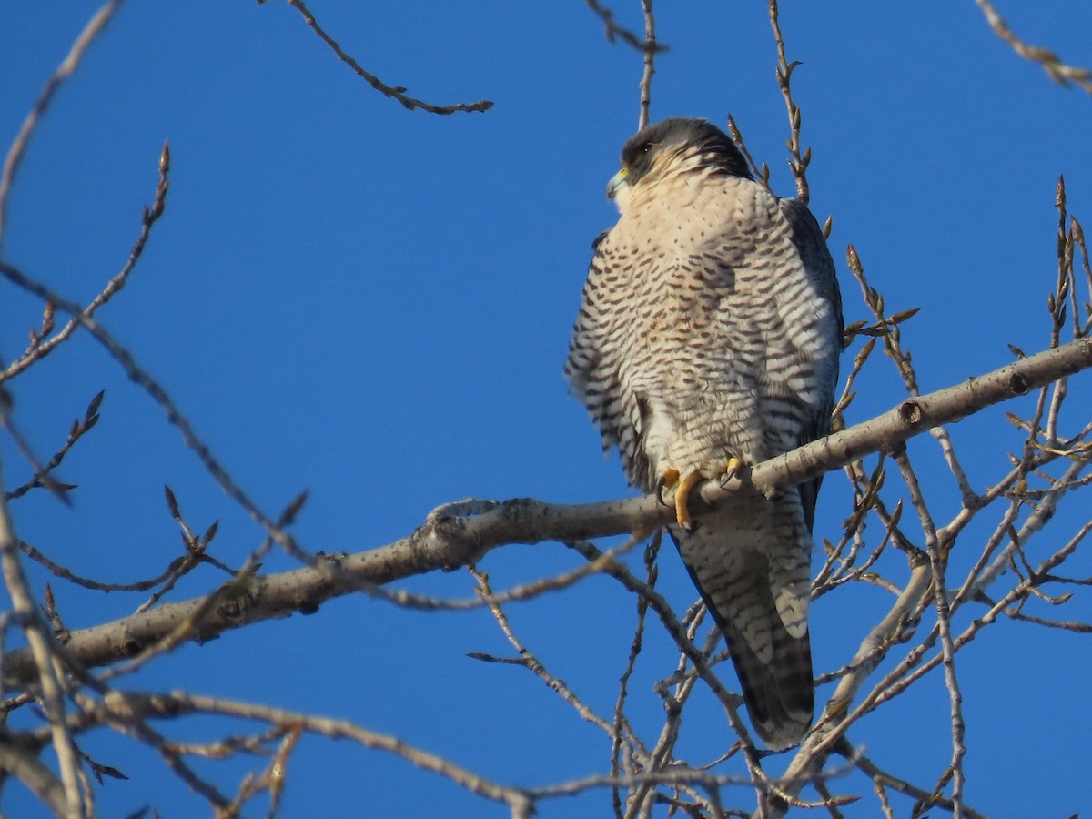 sokol stěhovavý - ML647039575