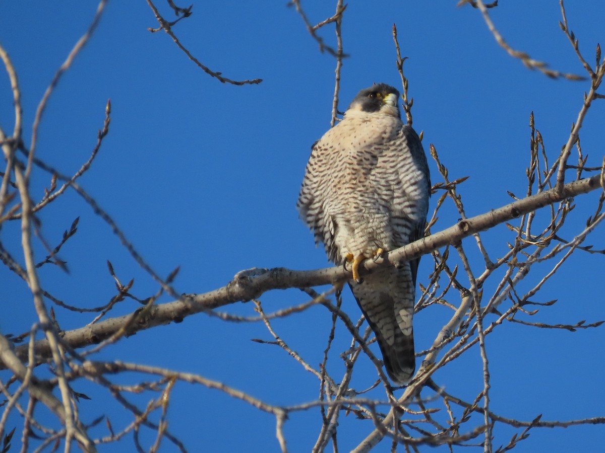 sokol stěhovavý - ML647039577