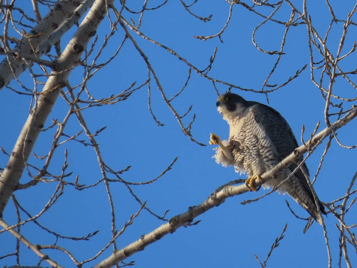 sokol stěhovavý - ML647039579