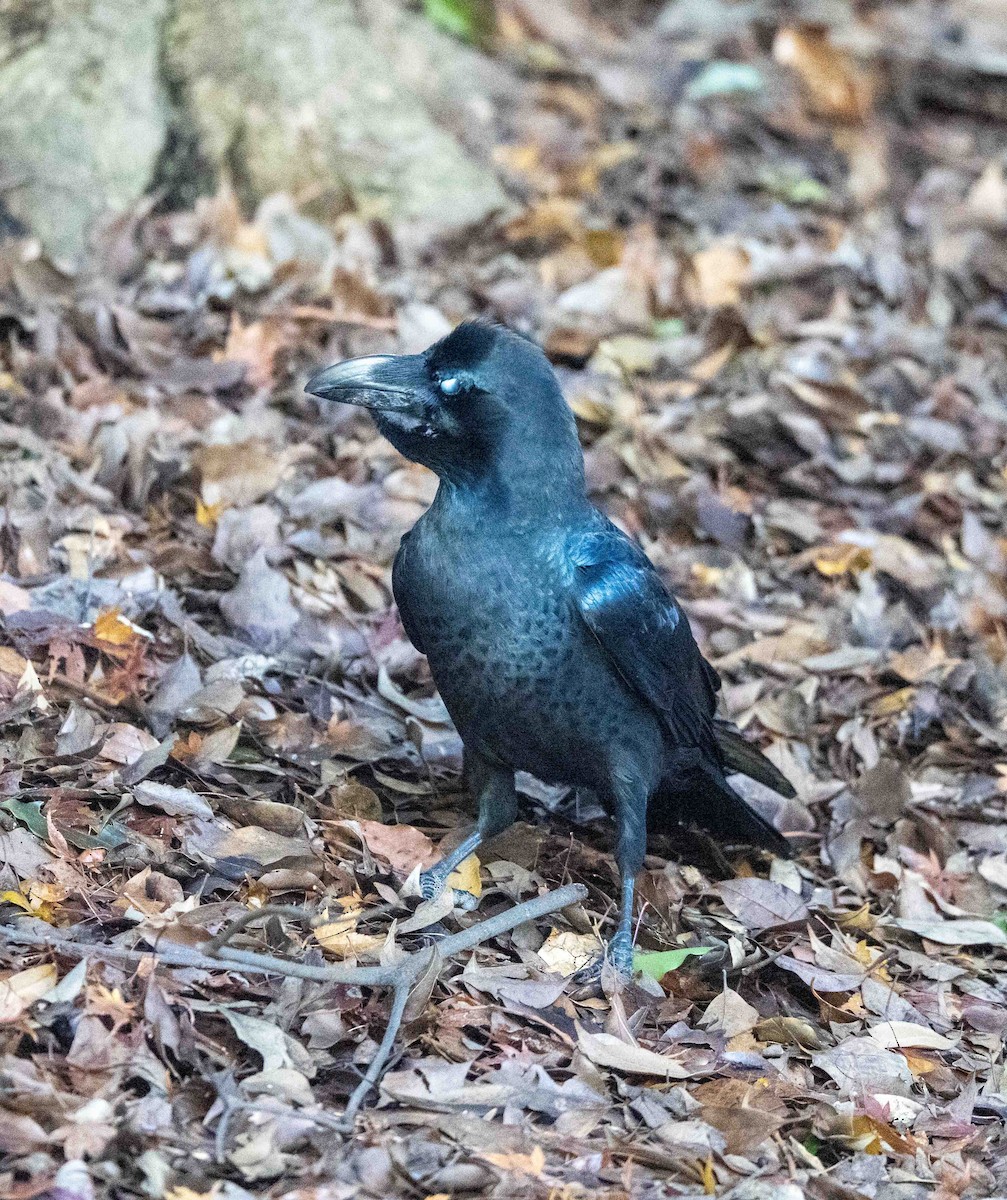 Large-billed Crow - ML647039582