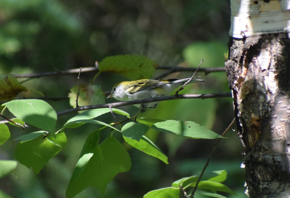 Chestnut-sided Warbler - ML647039584