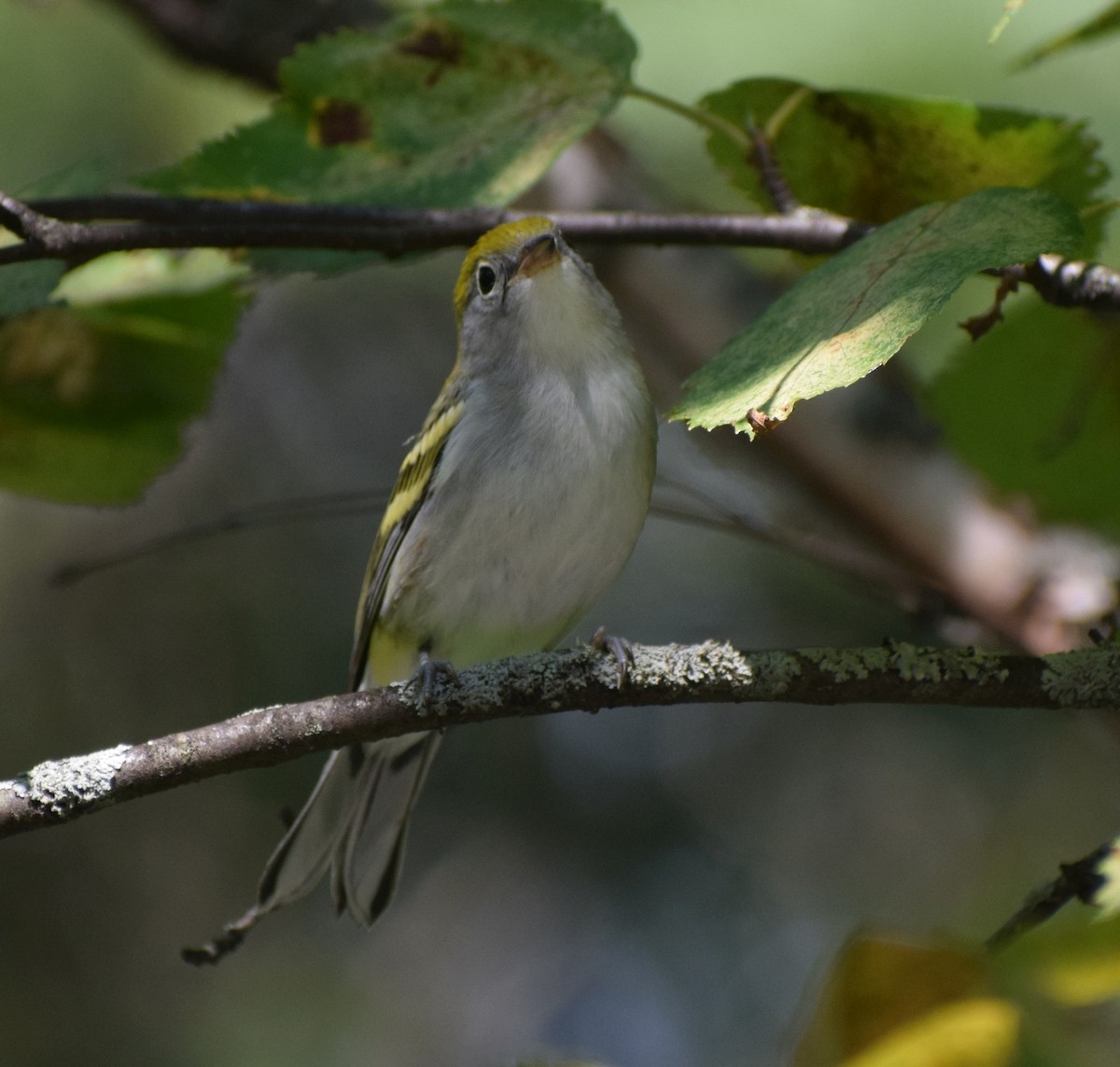Chestnut-sided Warbler - ML647039585