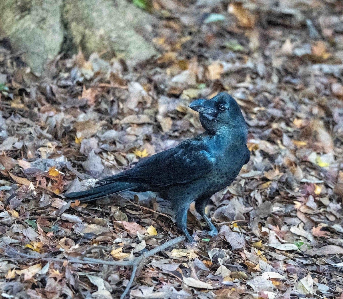 Large-billed Crow - ML647039586