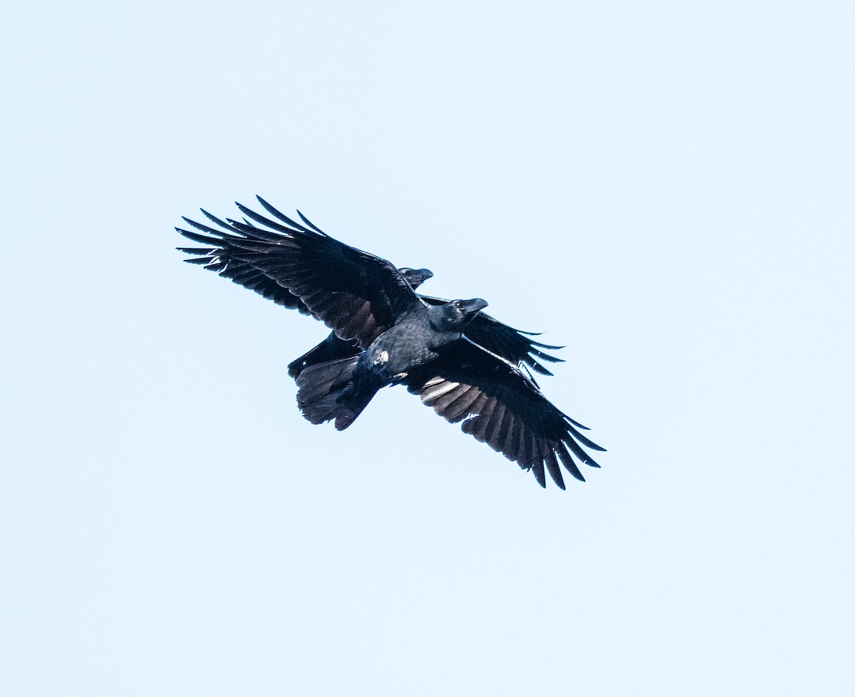 Large-billed Crow - ML647039590