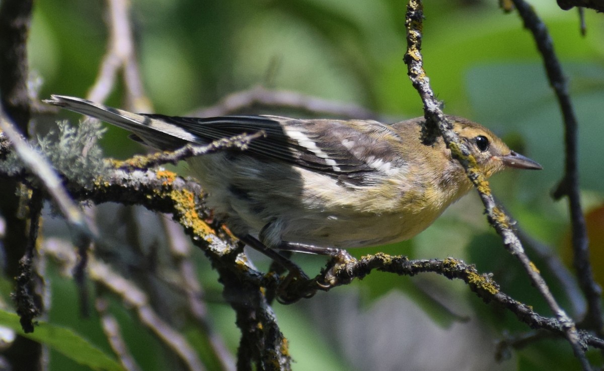 Blackburnian Warbler - ML647039604