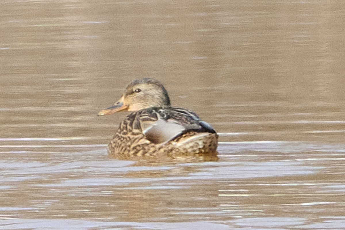 オカヨシガモ - ML647039611