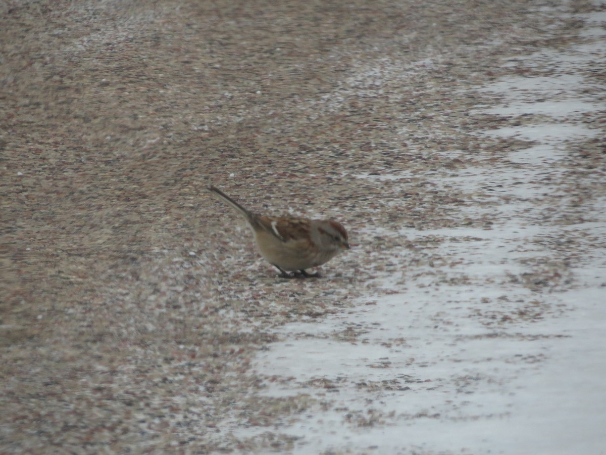 Hudson Körfezi Serçesi - ML647039614