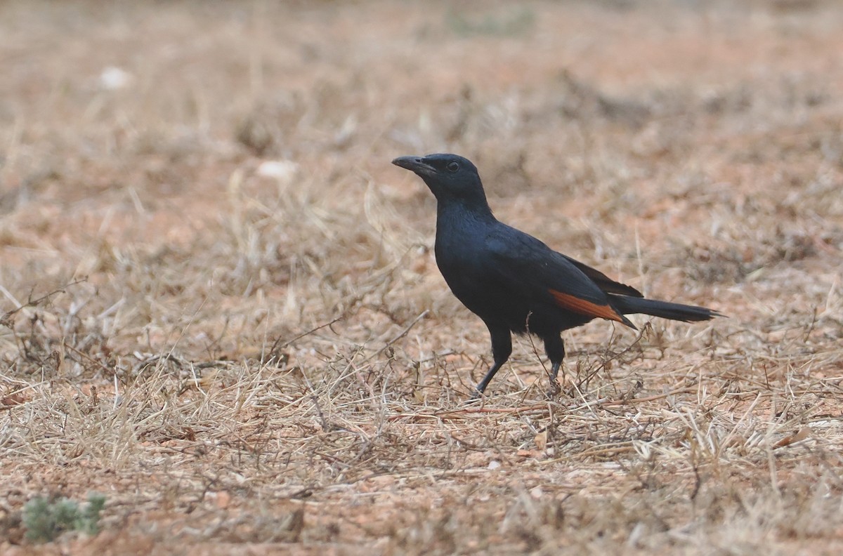 Red-winged Starling - ML647039624