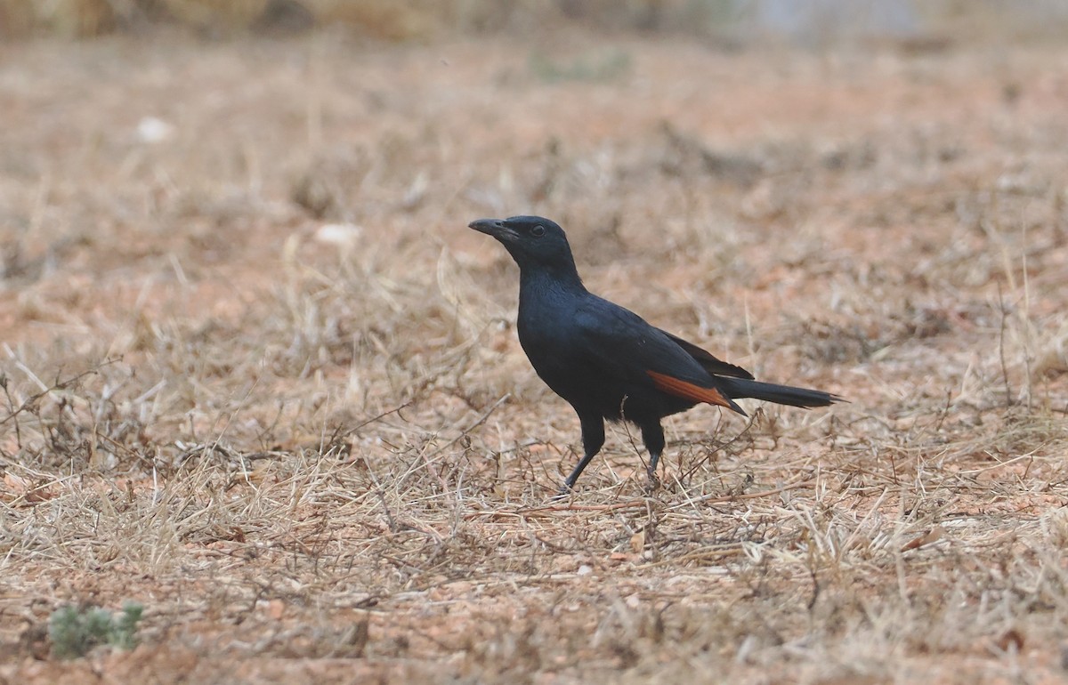Red-winged Starling - ML647039625