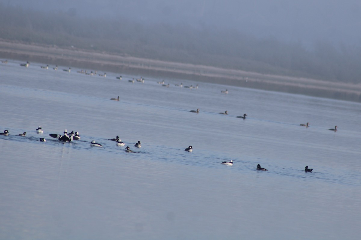 Bufflehead - ML647039637