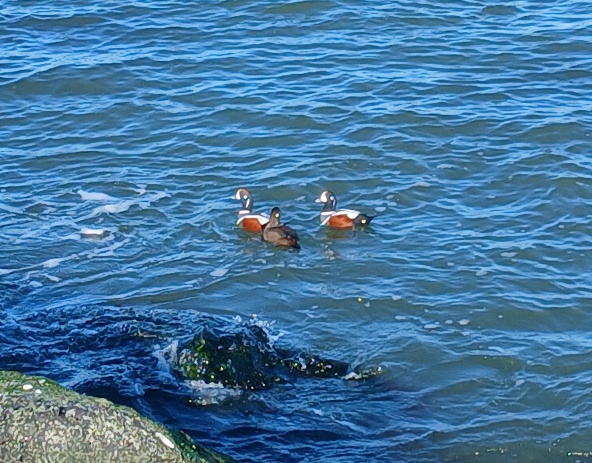 Palyaço Ördeği - ML647039656