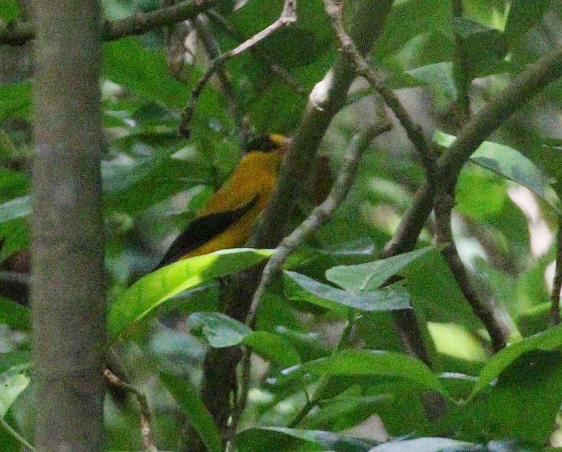 Дорнын шаргач - ML647039659