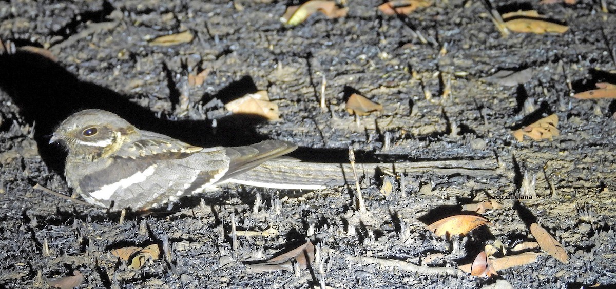 Long-tailed Nightjar - ML647039663