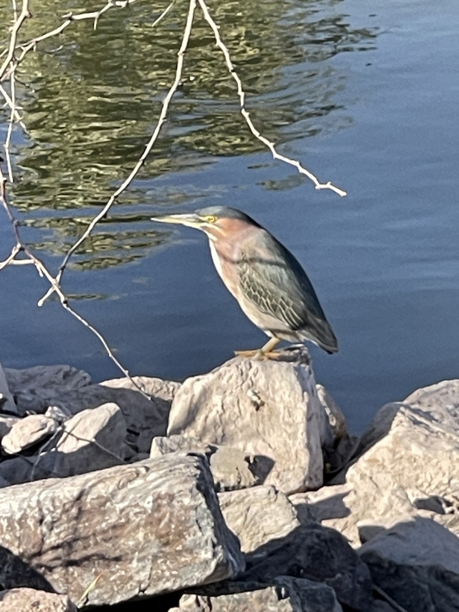 Green Heron - ML647039678